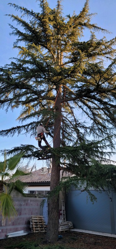 Abattage d'un arbre (cèdre) avec un élagueur professionnel a Lesparre médoc