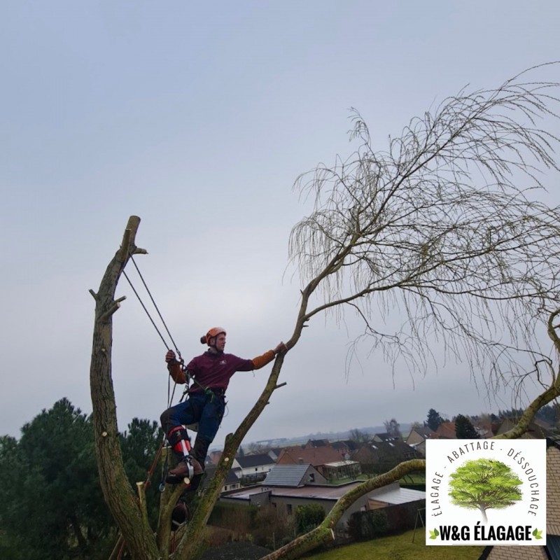 Abattage d'arbres à Blanquefort avec un élagueur professionnel pour un travail en sécurité
