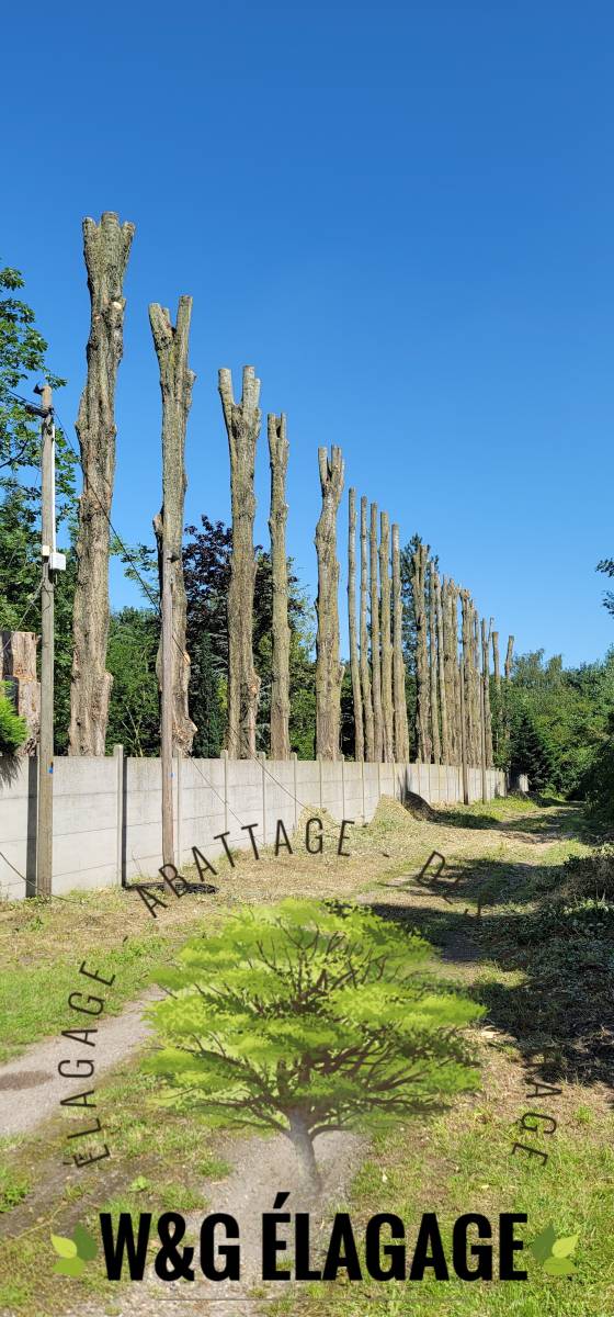 Abattage d'un arbre par la société W&G élagage au Cap Ferret