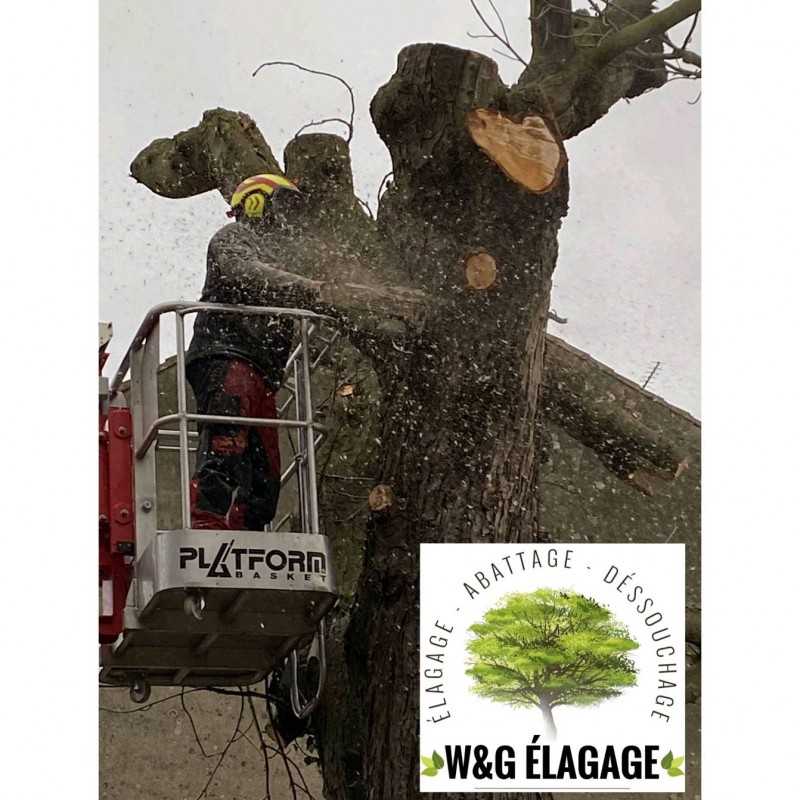 Abattage d'arbres à Lesparre Médoc avec la société W&G élagage de Lesparre Médoc 