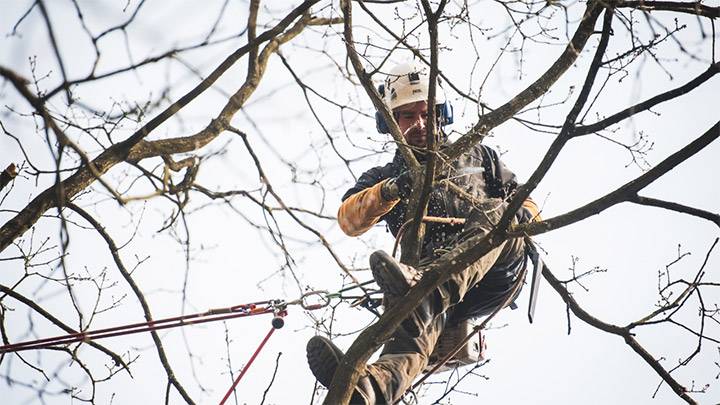 Une entreprise avec des expert en élagage des arbres à Blanquefort 