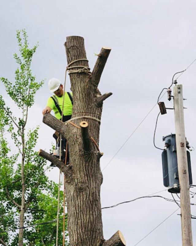 Une entreprise avec des élagueur professionnel pour l'élagage d'arbre à Lacanau