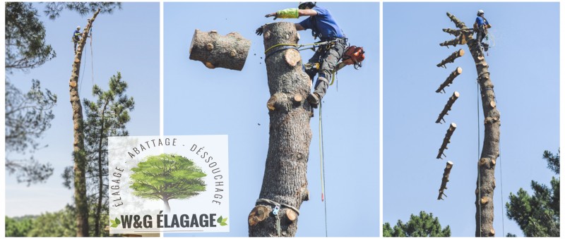 Votre élagueur à Bordeaux ! Expert en Elagage et abattage des arbres depuis plus de 10 ans en Gironde 