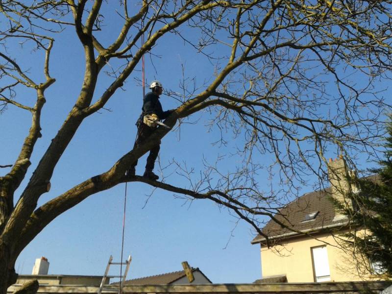 Un élagueur professionnel pour l'élagage et l'abattage d'un arbre dangereux auprès d'une habitation a bordeaux