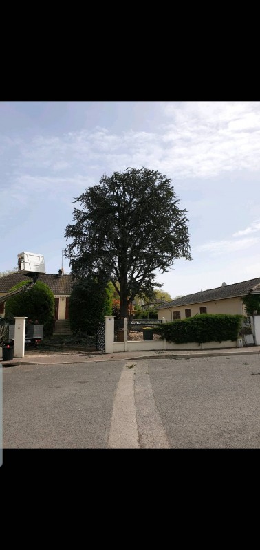 faire élaguer un arbre a saint médard en jalles