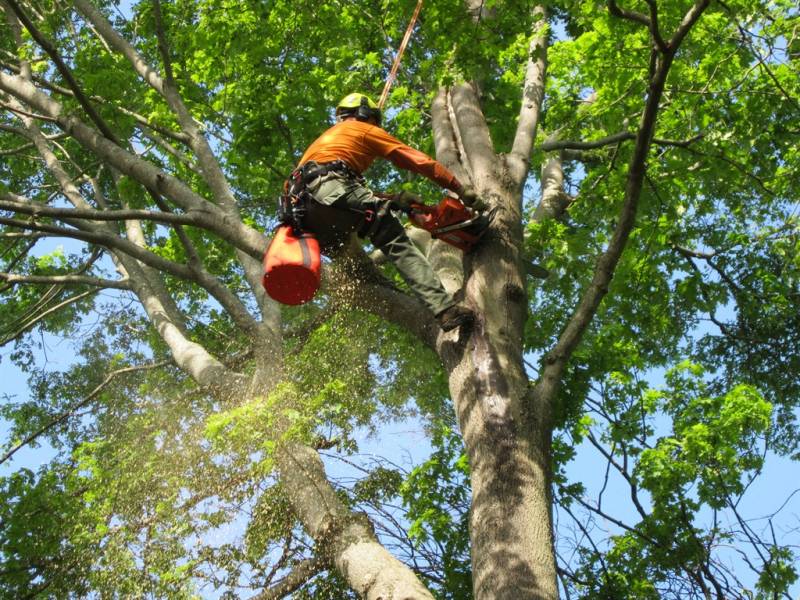 Abattage des Arbres dans Le Médoc