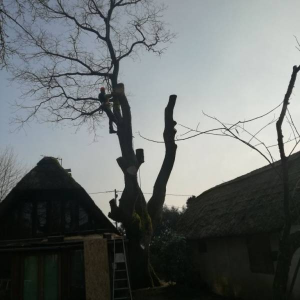 Un élagueur professionnel pour l'élagage d'un arbre au Bouscat