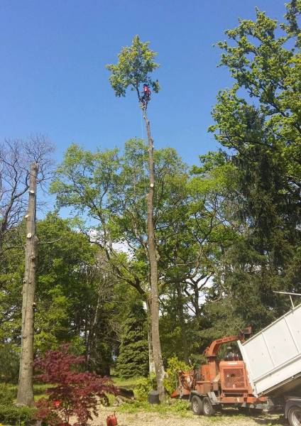 Entreprise d'élagage spécialisée pour l'abattage des arbres a  Eysines
