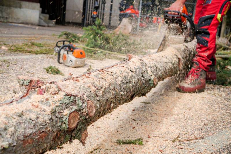Un élagueur professionnels pour l'élagage et/ou l'abattage d'arbres a Bruges 