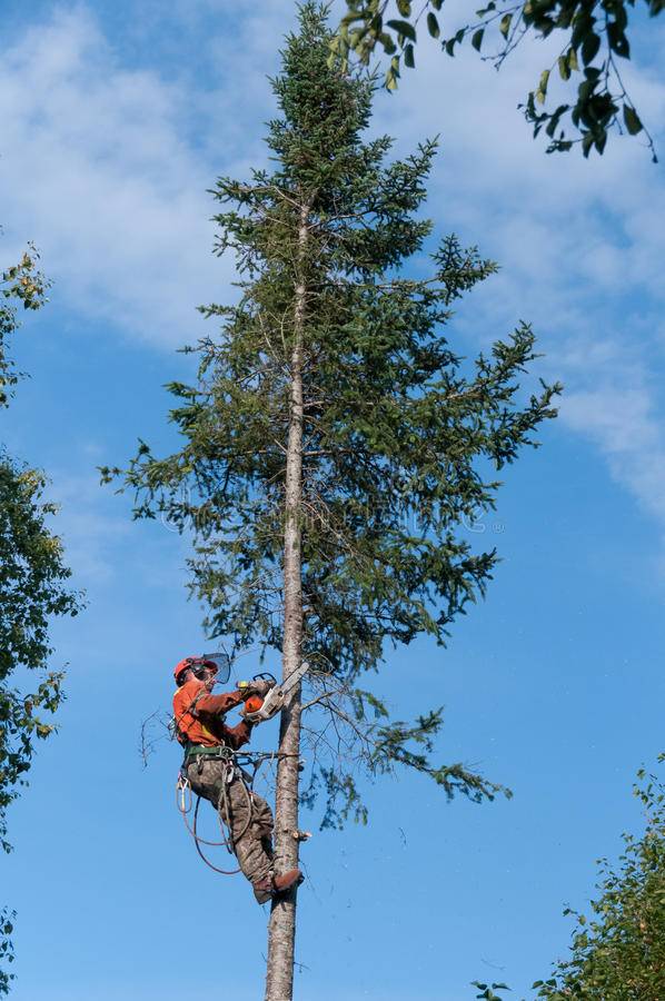 Élagage et Abattage d'Arbres à Talence W&G Élagage ces des élagueur professionnel pour vos travaux d'espace verts 