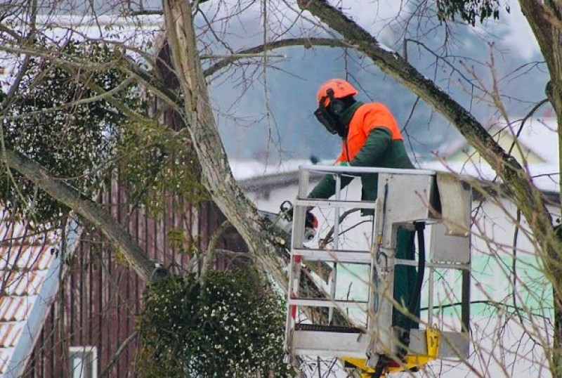 Entreprise d'élagage d'arbres pour favoriser la floraison des arbre à Parempuyre avec coupe et conseils par un élagueur professionnel