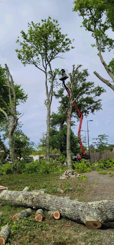 Abattage d'arbres au Bouscat avec un élagueur professionnel pour un future construction