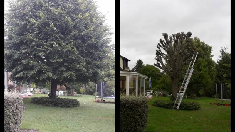 W&G élagage & abattage des arbres à Bordeaux, votre entreprise de qualité en centre ville