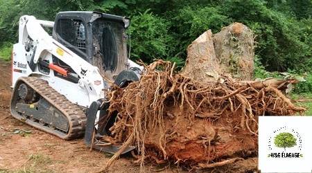 Votre élagueur professionnel pour le Dessouchage de bambous à Bordeaux 
