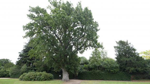 L'élagage d'un chêne à bordeaux ou dans le Médoc par une entreprise qualifiée et avec de bons avis